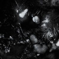 grayera - unknown