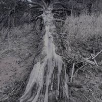 Upon A Field's Whisper - Upon a Field's Whisper