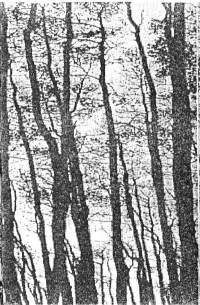 Trollheim - Ensomhet