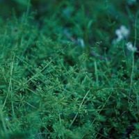 chouchou merged syrups. - clepsydra