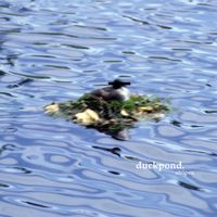 Stripes. - duckpond.