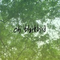 bitbeak - oh blackbird