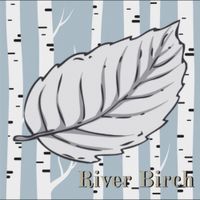 River Birch - Silver Leaves
