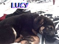 Alex G - LUCY