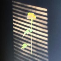 Light Blending In - The Prettiest Flowers Have the Sharpest Thorns