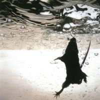 The Standard - Swimmer