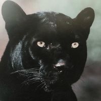 Quinton Brock - My Shadow