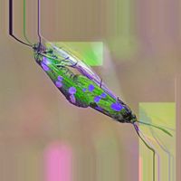 Flavia Massimo - Glitch