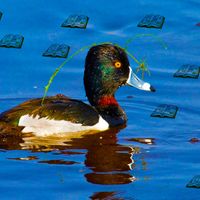 Bookreader - Duck Goes to School