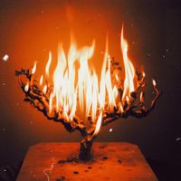 Willyynova - BURNING BUSH