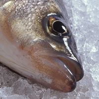 OK Hertz - IT IS A FISH LP