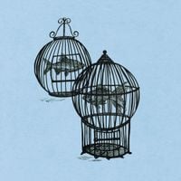 Fish in a Birdcage - Through the Tides