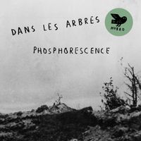 Dans les arbres - Phosphorescence