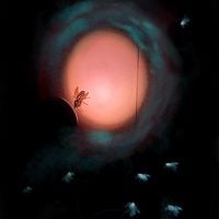 Flowergate - Underneath The Spotlight
