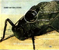 Sunny Day Real Estate - In Circles
