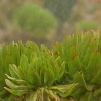 Flomble - aeonium