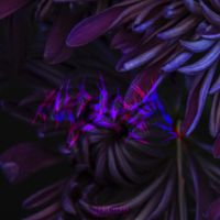 In Gloom - Self Titled (Remaster)