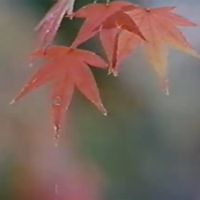 セルシオ [Serushio] - 日記