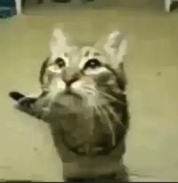 lvusm - Meow