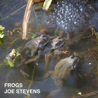 Joe Stevens - Frogs