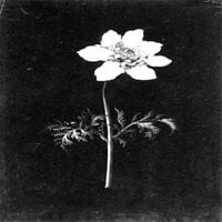 Ser - Eria