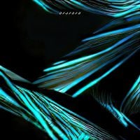 Secula - Orchid