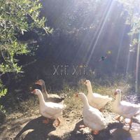 xiexie - XIEXIE