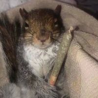 Weed Squirrel - Weed Squirrel