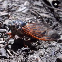 Dave Phillips - Cicada Trance