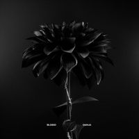 Blosso - Dahlia