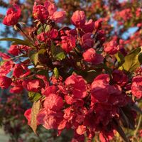 Alaskan Flower - Above June