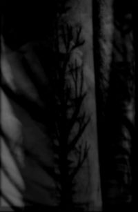 Left Alone… - With black branches​.​. scars and wounds, the painful memories​.​.​.