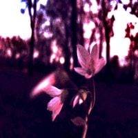 Sadness - old songs 2014