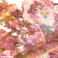Babebee - BODY