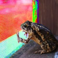 aaron&rsquo;s book club - ribbit