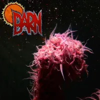 Barn - Barn