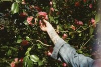 Mall Grab - Tudor Street Post Twelve / Ferns / Her Eyes