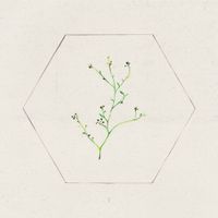 David Maxim Micic - BILO I