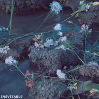 ROSAMONTE - Inevitable