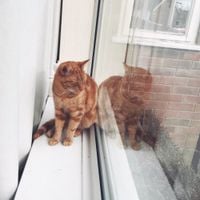 Former Hero - Ginger
