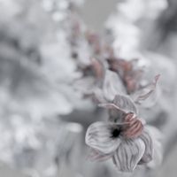 Altea - Non ti scordar di me