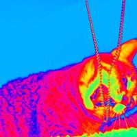 Yayu - cat album