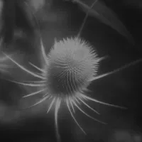 Ssab&aelig; - azurescens