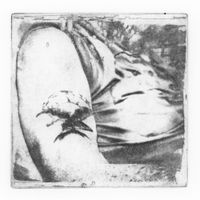Acre Memos - A Collection of Bird Songs