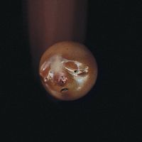 Poolblood - mole