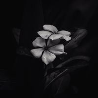 S&aacute;asil - Ephemeral