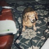 sear - Grief In V Stages