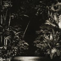 Nicol&aacute; Cruz - Arpejos da Floresta