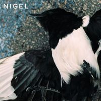 Nige - Nigel Needs A Win