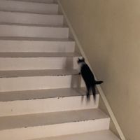 Colde - Myo (Cat)